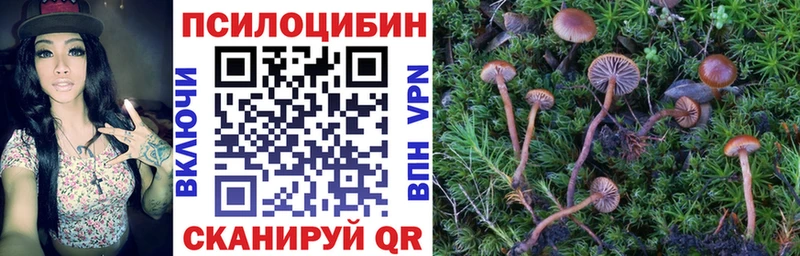 магазин продажи наркотиков  Асино  hydra зеркало  Галлюциногенные грибы Magic Shrooms 